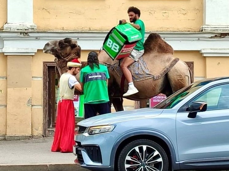 На улицах Петербурга заметили верблюда