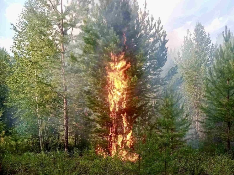  РАЛХ: в Бурятии с лесными пожарами борются более 420 человек