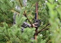 Губернатор Свердловской области Евгений Куйвашев направил почти 7 млн рублей на покупку фотоловушек для борьбы с поджигателями лесов