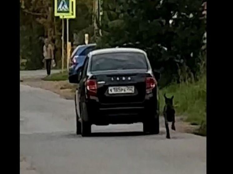 Жители Уфы возмущены поступком водителя, выбросившего собаку из автомобиля