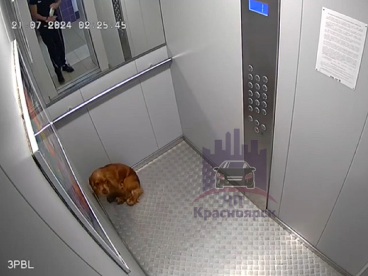 Видео с моментом избиения было опубликовано в группе «ЧП Красноярск»