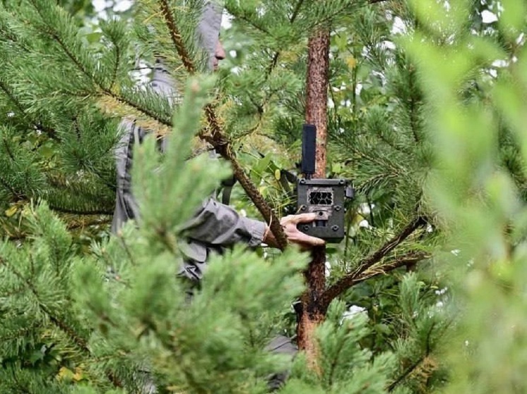 7 миллионов рублей выделили на фотоловушки для свердловских лесов