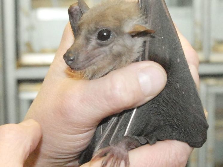 В Подмосковье летучая мышь напала на женщину в собственном доме