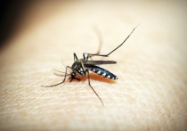 Мы настолько привыкли к комарам, что их раздражающий писк и неприятные укусы воспринимаются летом как нечто само собой разумеющееся