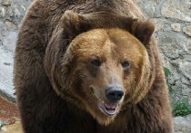 Как сообщили в пресс-службе Следственного управления Следственного комитета России по Камчатскому краю, нападение медведя на человека зафиксировано 25 июля в Елизовском районе региона