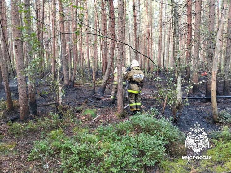 В Тверской области загорелась лесная подстилка