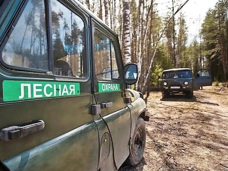 Более 2-х тысяч рейдов по поиску нарушений  лесного законодательства проведено в 2024 году в Томской области