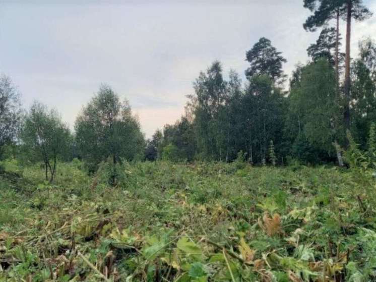 Во Владимирской области с начала года потерялись более тысячи человек