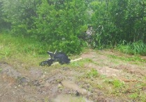 26 июля на автодороге «Иртыш» – Пасчанотаволжанское – Шадринск – Миасское в ДТП погибла женщина