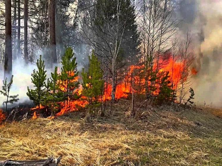 В Запорожской области усилили патрулирование лесов из-за особого противопожарного режима