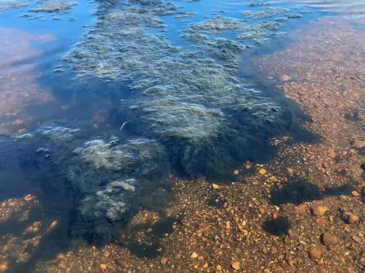 В водоемах Ленобласти из-за резкого роста синезеленых водорослей зацвела вода