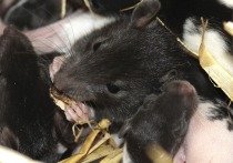 В двух штатах США от неизлечимой крысиной болезни погибли четыре человека