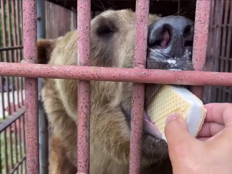 Спасённый из сафари-парка в Сочи медведь Винни переедет в Кавказский заповедник