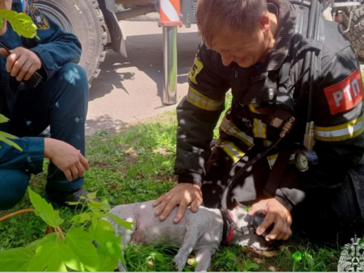 Под Тулой спасатель МЧС реанимировал собаку собственной кислородной маской