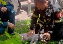 Под Тулой спасатель МЧС реанимировал собаку собственной кислородной маской, пишет "МК в Туле"