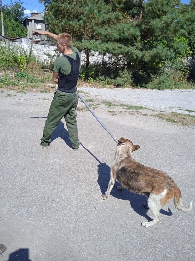 В Ясиноватой отлавливают бродячих псов