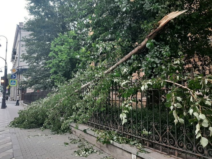 Упавшее дерево сильно повредило автомобиль на калининградской улице
