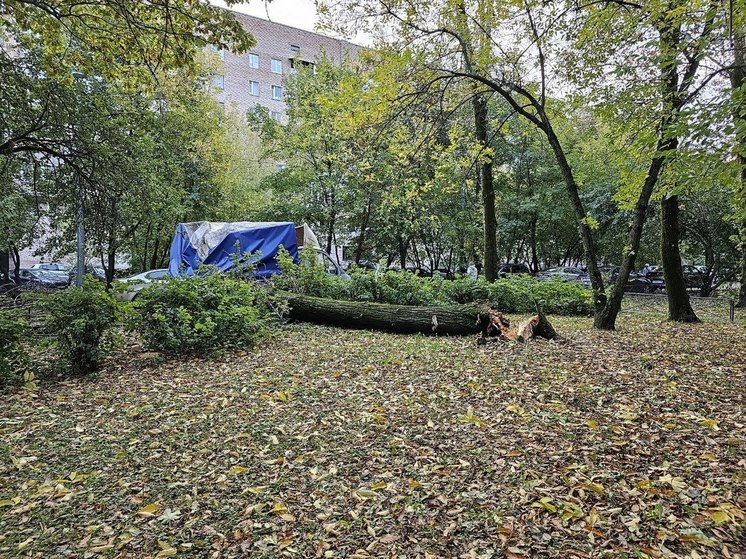 В Гурьевском районе водители и пассажиры сами убрали упавшее на дорогу дерево