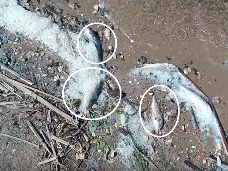 В Чухломском озере произошел замор рыбы