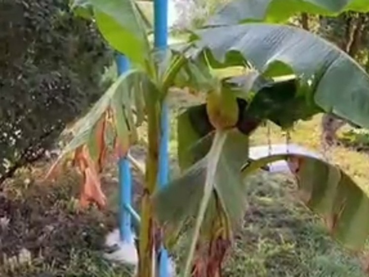 В Краснодаре планируют получить первый урожай бананов. Видео