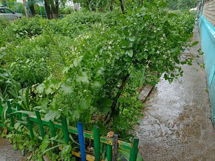 Новый циклон принесет в Петербург похолодание и дожди