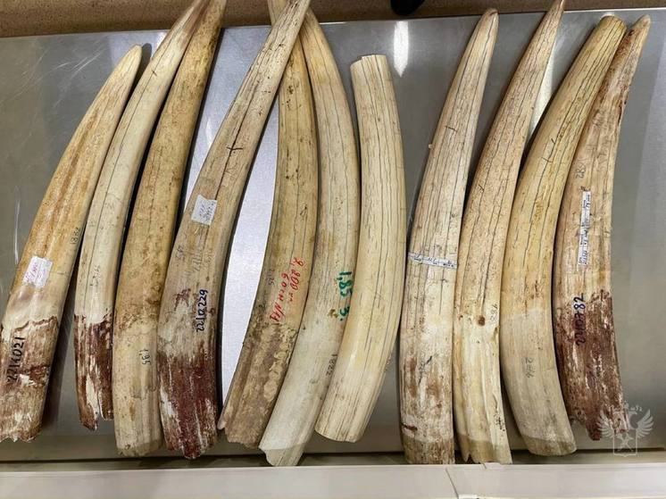 В Домодедово в багаже обнаружили бивни краснокнижного моржа