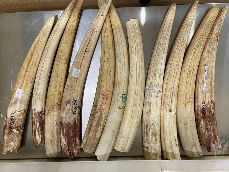 Российские таможенники нашли в багаже пассажира бивни краснокнижного моржа