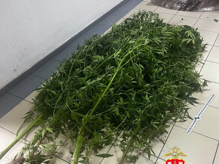 Калининградские полицейские изъяли у жителя Зеленоградска почти 10 кг конопли
