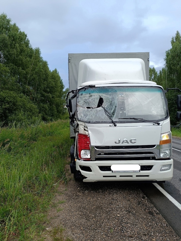 В Тверской области под колеса грузовика выскочил лось