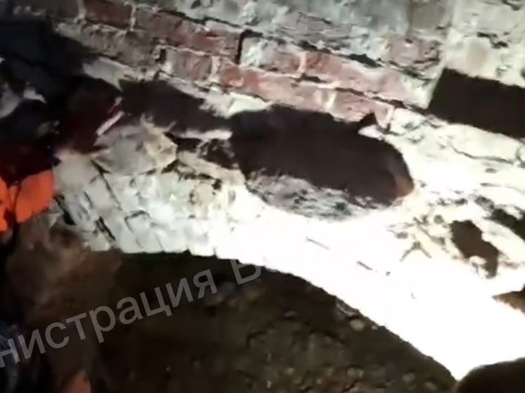 В Вельске строители нашли «тайную комнату» в ходе ремонта гимназии