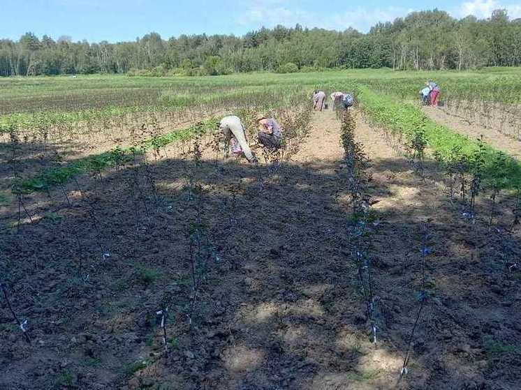 Более 500 тонн сена изготовили в Себежском районе