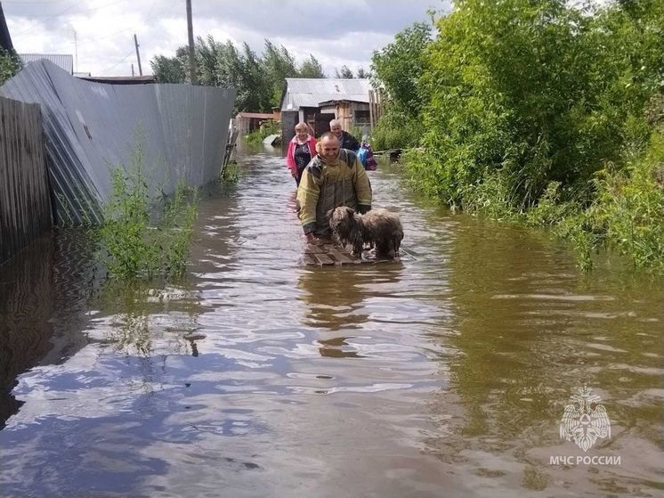 Кошек, собак и коров спасли с подтопленных территорий на Южном Урале