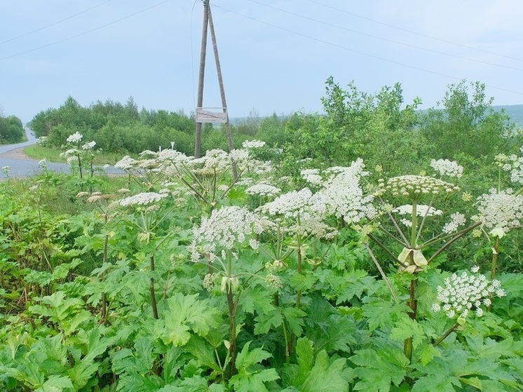 В Перми обработали от борщевика более 50 га