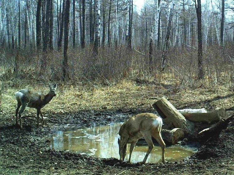 В Амурской области браконьер без разрешения убил двух косуль