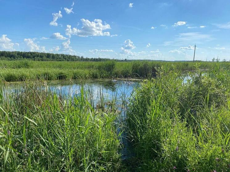 Лебединая семья обустроила гнездо на обочине дороги в Крутинском районе