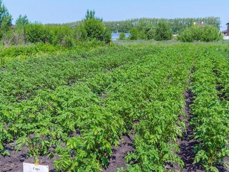 Для картофелеводов в Тюменской области выращивают оздоровленный семенной материал