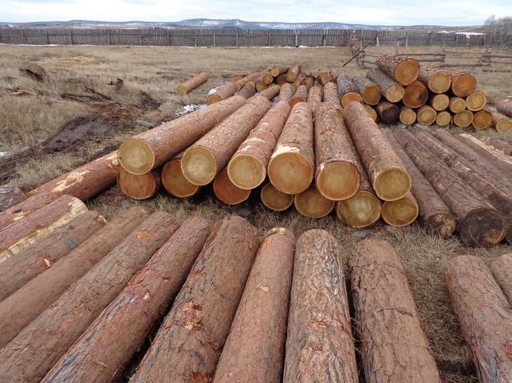 В Чувашии в пять раз сократилось число фактов незаконной вырубки леса