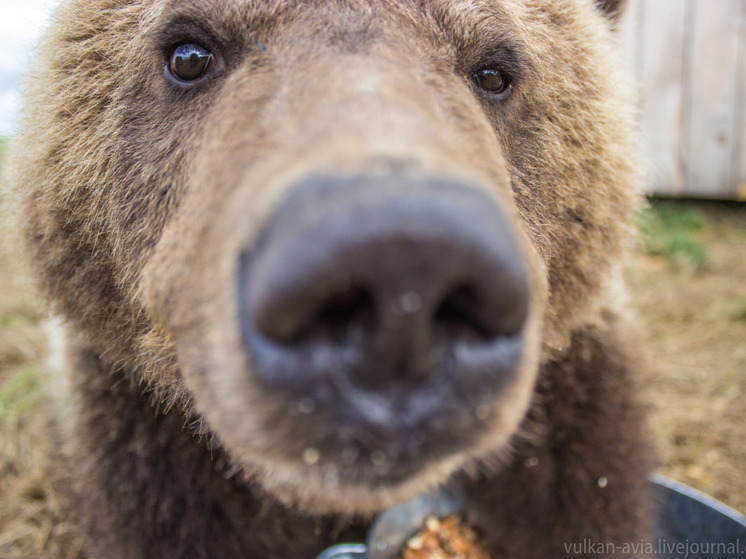На Камчатке спасли упавшего в яму с рыбными отходами медвежонка