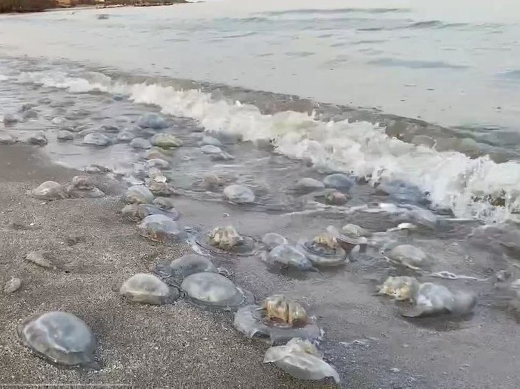 В августе медуз в Азовском море станет ещё больше