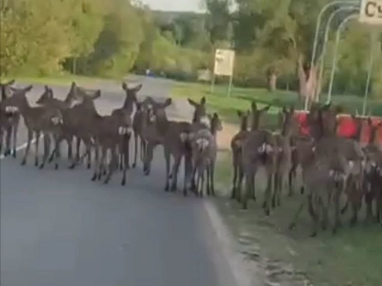 Рядом с одним из городов Пензенской области заметили стадо оленей