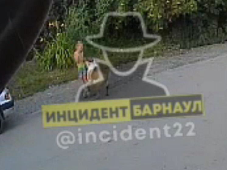 Бастрыкин поручил возбудить дело из-за нападения собаки на ребенка в Барнауле