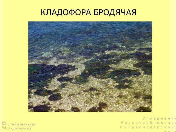 В Роспотребнадзоре сообщают о появлении «камки» на Черноморском побережье