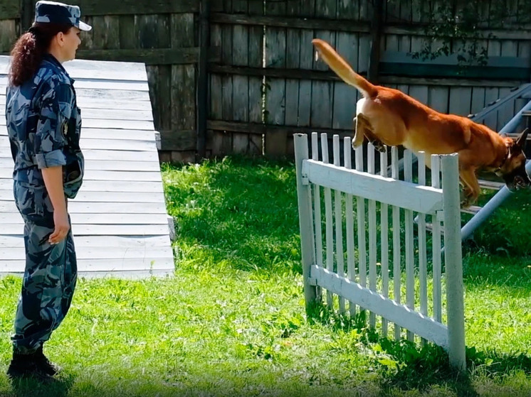 В УФСИН России по Смоленской области состоялись лично-командные соревнования по многоборью кинологов