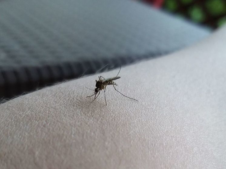 Одним из распространенных заболеваний, которые переносят комары, является малярия