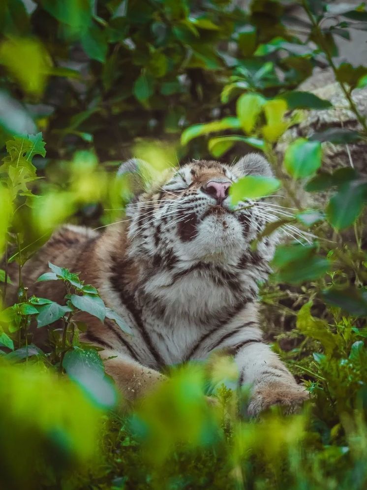 Тигренок из Хабаровского края обживается в Минском зоопарке