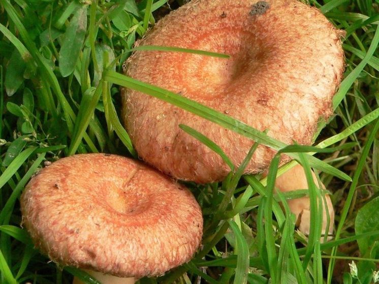 Грибники рассказали, как отличить съедобный рыжик от ложного