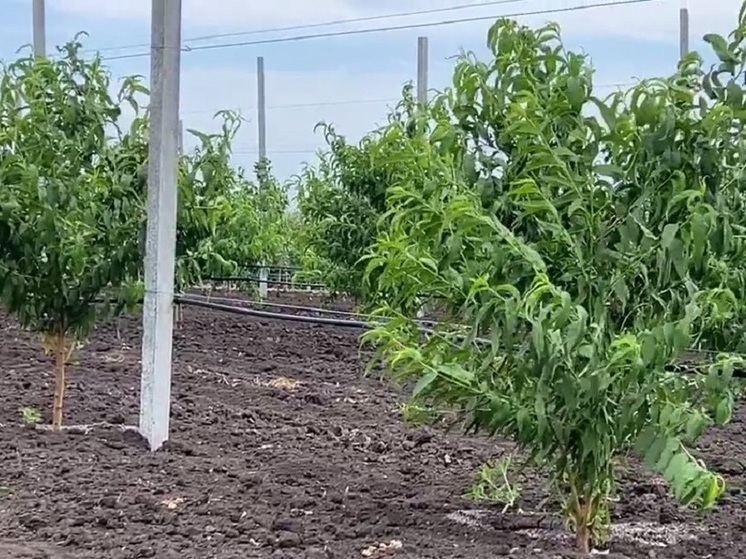 Под Волновахой в «Президентском саду» высадили персики