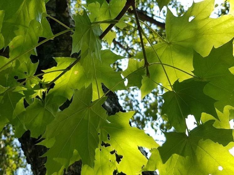 В Подмосковье дали огненный прогноз до 6 августа