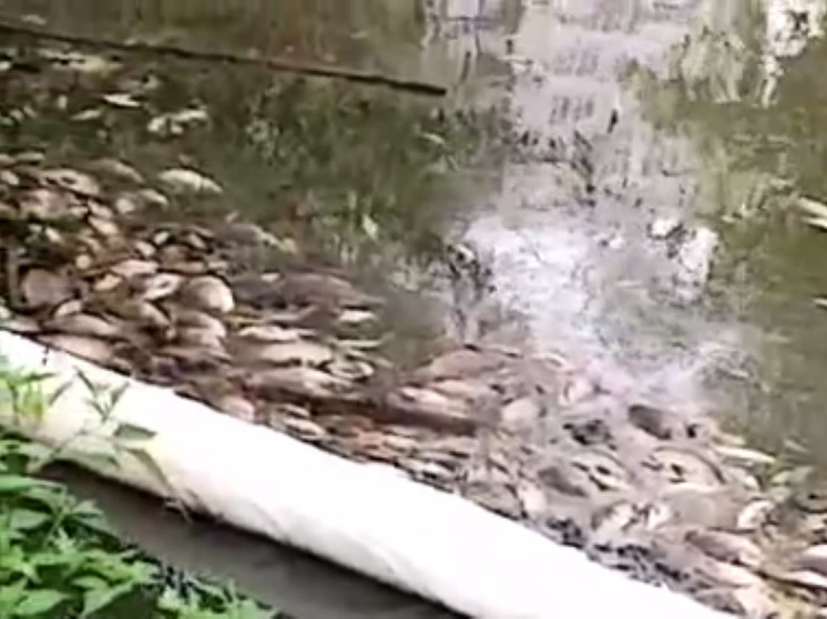 Экологическая катастрофа наблюдается в деревне под Одинцово