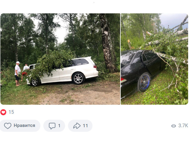 В алтайском селе из-за ураганного ветра дерево рухнуло на машины